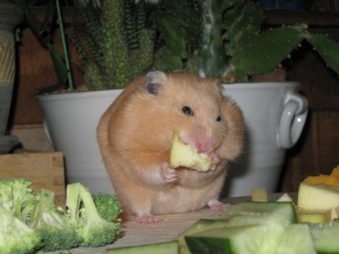Overvekt rammer alltid hamstere. skyldes feil diett og lite mosjon. Kilde: Norsk hamsterforening.